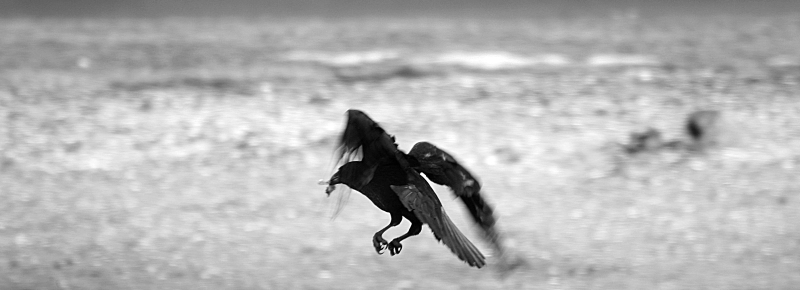 A raven on a beach